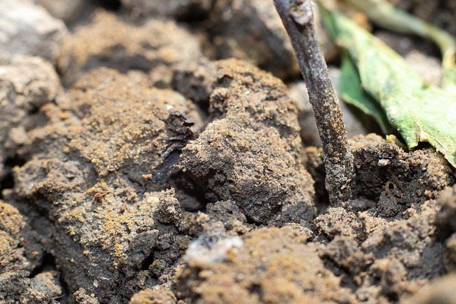 Irish compost farm windrows and rich soil piles with green plants