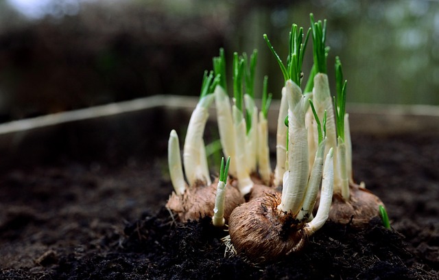 hands holding rich compost soil with small green seedlings