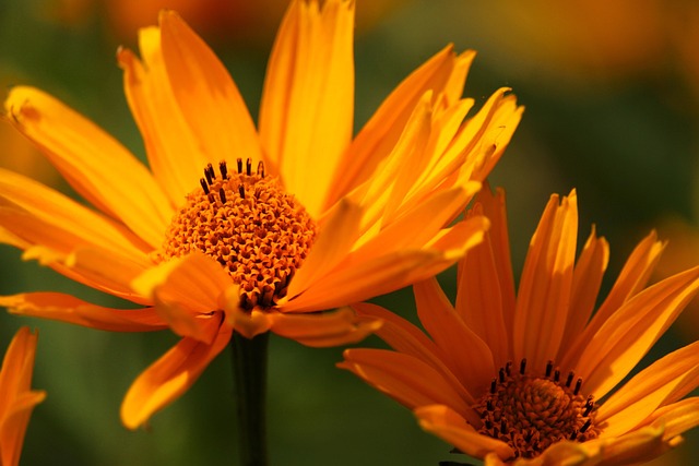 coarse mulch compost with woody organic pieces for tree and shrub beds