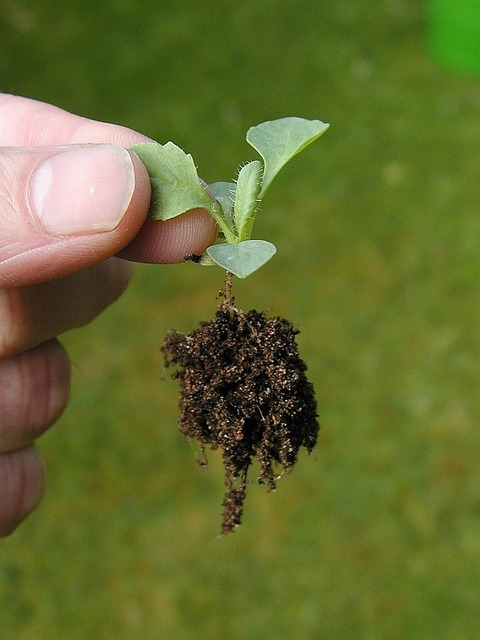 fresh seedlings growing in compost enriched soil trays